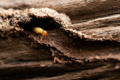 木頭白蟻處理 2000年的龙